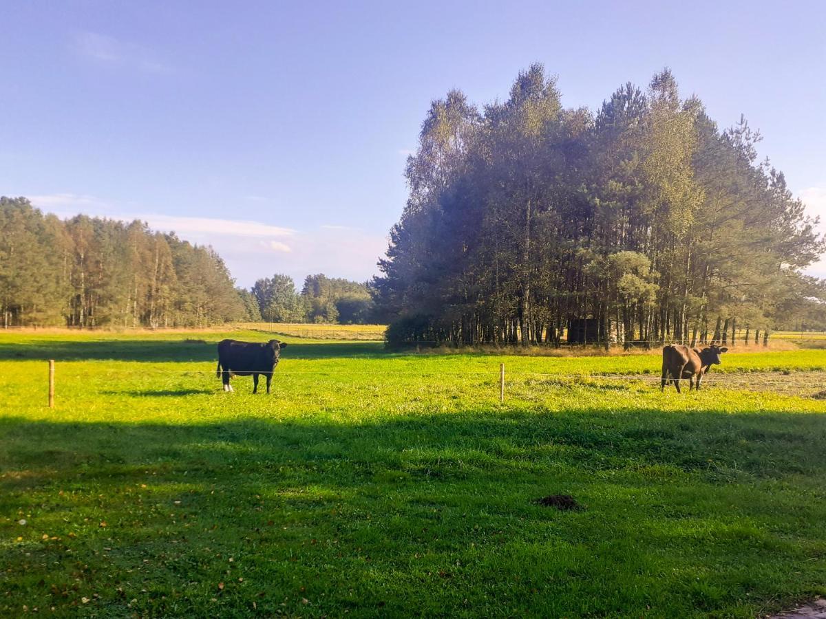 Przytulisko Stara Kiszewa Villa Kültér fotó